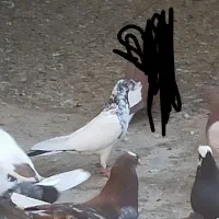 کفتر کبوتر|پرنده|بهارستان, |دیوار