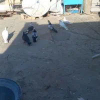 ۱۰ تا کفتر یا کبوتر|پرنده|کرج, آق تپه|دیوار