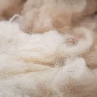 پشم گوسفند تمیز اماده برای دوخو لحاف