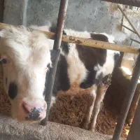 گوساله نر سمینتال