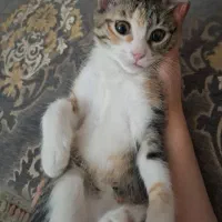واگذاری گربه ی ناز