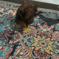 مرغ یاخروس محلی