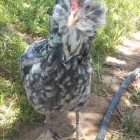 تخم مرغ نطفه دار گلین ریش چهلتاج منگوای طوسی ودودی|حیوانات مزرعه|زنجان, |دیوار