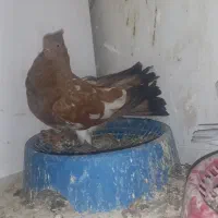 کبوتر|پرنده|اهواز, کیانشهر|دیوار