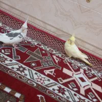 ماهشهر