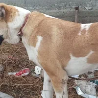 سگ الابای جوان ۸ ماهه|حیوانات|گمیشان, |دیوار