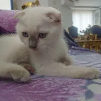 گربه  نژاد کالر پوینت .هدایت