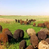 بره ی افشاری|حیوانات مزرعه|رحیمآباد, |دیوار