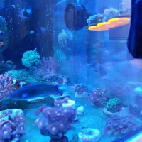 راس سبز ۴ بندی