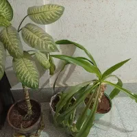 گل ها|گل و گیاه طبیعی|کازرون, |دیوار