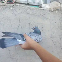 کبوتر پلاکی