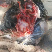 دونه ۴۳۰|حیوانات مزرعه|مسجد سلیمان, |دیوار