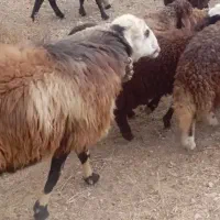 دوعدد قوچ روزگاری|حیوانات مزرعه|داران, |دیوار