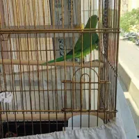 ملنگو نر|پرنده|اندیشه, اندیشه فاز ۵|دیوار