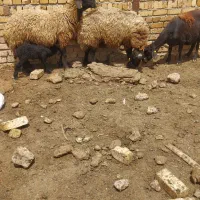 میش آبستن و بره دار