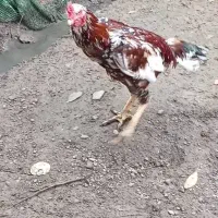 خروس لاری
