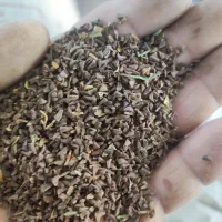 اسپند  تمیز و بوجار شده مقدار 150کیلو فی 75000