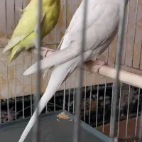 مرغ عشق سفید  سرحال مست