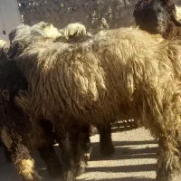 بره قوچی|حیوانات مزرعه|بلداجی, |دیوار