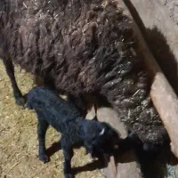 کوسفند و بره