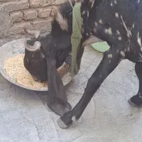 نر بز پاکستانی کاموری اصیل|حیوانات مزرعه|کرمانشاه, |دیوار