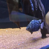 ماهی گوشت خوار فروشی یا معاوضه