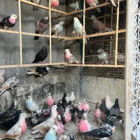 کبوتر پرشی گرو
