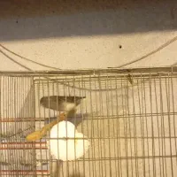 قناری نر مست|پرنده|رشت, رودباری|دیوار