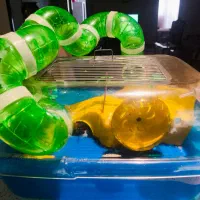 لوازم همستر