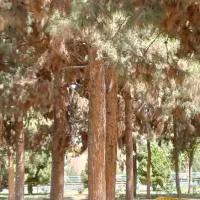 نیروی خدمات فضای سبز