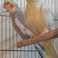 عروس هلندی.طوطی برزیلی.مرغ عشق