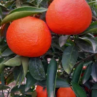 فروش حدود ۵۰۰ کیلو پیچ شیرین و آبدار سردرختی