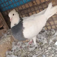 طوقی سبز ،سیاه|پرنده|پیر بکران, |دیوار