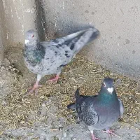 کفتر سار موشی پر خال، آلمانی|پرنده|مشهد, شهرک مهرگان|دیوار