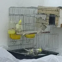 عروس هلندی مولد|پرنده|تهران, باغ خزانه|دیوار