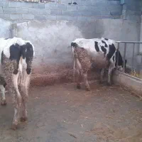 گاوشیری|حیوانات مزرعه|فاروج, |دیوار