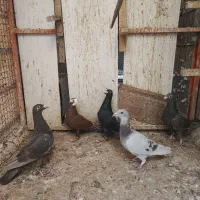 پنج عدد ماده|حراج|لار, |دیوار