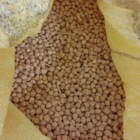 نخود تازه برداشت امسال ،خوش پخت و خوش طعم