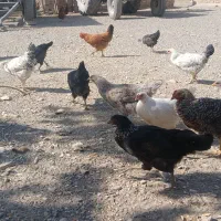 جوجه‌مرغ‌۵ماهه|حیوانات مزرعه|گلبهار, نوبهار|دیوار