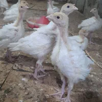 بوقلمون بیوتی ۶