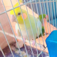 عروس هلندی و کتوله بریزیلی