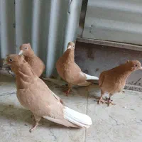 زرد دمسفیدکلاهی