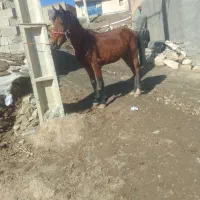 اسب|اسب و تجهیزات اسب‌سواری|سنندج, |دیوار