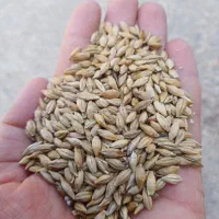 جو و گندم، برای کشاورزان و دامداران عزیز|لوازم جانبی حیوانات|قزوین, |دیوار