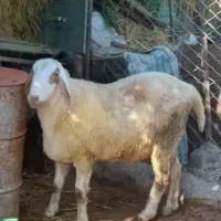 گوسفند نر تخمی