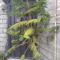 درخت مطبق
