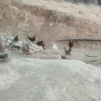 فروش هشت عددمرغ