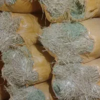 کوت شیخ