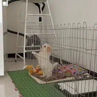 واگذاری سگ پودل همراه باشناسنامه|سگ|پرند, فاز ۶|دیوار