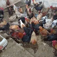 مرغ